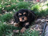 3 chiots mâles Cavaliers King Charles LOF à vendre