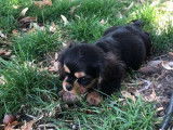 3 chiots mâles Cavaliers King Charles LOF à vendre