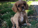 3 chiots mâles Cavaliers King Charles LOF à vendre