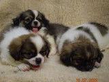 5 chiots Épagneuls Tibétains bicolores non LOF à vendre