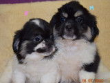 5 chiots Épagneuls Tibétains bicolores non LOF à vendre