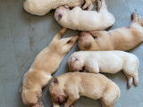 À réserver 6 chiots Golden Retrievers LOF fauves