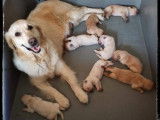 À réserver 6 chiots Golden Retrievers LOF fauves
