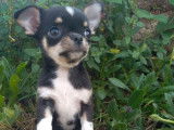 3 chiots mâles Chihuahuas tricolores LOF à réserver