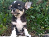 3 chiots mâles Chihuahuas tricolores LOF à réserver