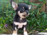 3 chiots mâles Chihuahuas tricolores LOF à réserver