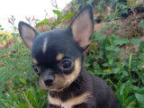 3 chiots mâles Chihuahuas tricolores LOF à réserver