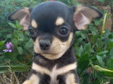 3 chiots mâles Chihuahuas tricolores LOF à réserver