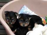 Vente d’un chiot Yorkshire non LOF  mâle noir bicolore