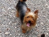 Vente d’un chiot Yorkshire non LOF  mâle noir bicolore