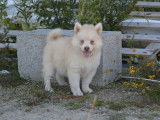 3 chiots Pomsky m&acirc;les non LOF blancs disponibles