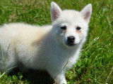 3 chiots Pomsky m&acirc;les non LOF blancs disponibles
