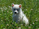 3 chiots Pomsky m&acirc;les non LOF blancs disponibles