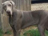 2 chiots Braques de Weimar mâles LOF à vendre gris clair ou foncé