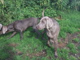 2 chiots Braques de Weimar mâles LOF à vendre gris clair ou foncé
