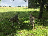 2 chiots Braques de Weimar mâles LOF à vendre gris clair ou foncé