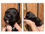 &Agrave; r&eacute;server 8 chiots Cockers Anglais LOF