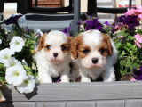 À vendre, 1 chiot Cavalier King Charles, mâle LOF blenheim