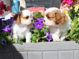 À vendre, 1 chiot Cavalier King Charles, mâle LOF blenheim