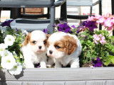 À vendre, 1 chiot Cavalier King Charles, mâle LOF blenheim