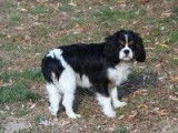 À vendre, 1 chiot Cavalier King Charles, mâle LOF blenheim