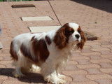 À vendre, 1 chiot Cavalier King Charles, mâle LOF blenheim