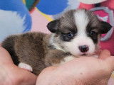 À réserver 2 chiots Welsh Corgis Pembroke femelles LOF de juin 2022