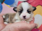 À réserver 2 chiots Welsh Corgis Pembroke femelles LOF de juin 2022