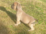 1 chiot femelle Cane Corso à vendre, LOF, froment masque gris