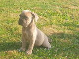 1 chiot femelle Cane Corso à vendre, LOF, froment masque gris