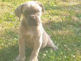 1 chiot femelle Cane Corso à vendre, LOF, froment masque gris