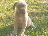 1 chiot femelle Cane Corso à vendre, LOF, froment masque gris