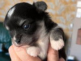 R&eacute;servation pour 1 chiot Chihuahua LOF, femelle noir et blanc