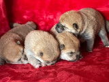 4 chiots Shiba Inus LOF nés en juillet 2022 disponibles à l’adoption