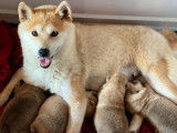 4 chiots Shiba Inus LOF nés en juillet 2022 disponibles à l’adoption