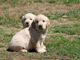 Un chiot Golden Retriever cr&egrave;me m&acirc;le LOF &agrave; recueillir