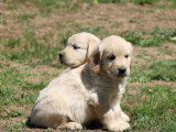 Un chiot Golden Retriever cr&egrave;me m&acirc;le LOF &agrave; recueillir