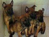 9 chiots Bergers Belges Malinois LOF nés en mai 2022 à adopter