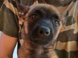 9 chiots Bergers Belges Malinois LOF nés en mai 2022 à adopter