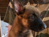 9 chiots Bergers Belges Malinois LOF nés en mai 2022 à adopter