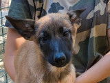 9 chiots Bergers Belges Malinois LOF nés en mai 2022 à adopter