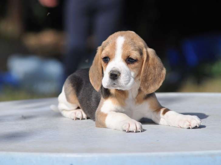 Adoption de 4 chiots Beagles LOF bicolores ou tricolores