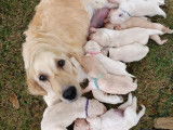 Chiots Golden retriever LOF n&eacute;s en famille &agrave; vendre