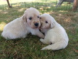 Chiots Golden retriever LOF n&eacute;s en famille &agrave; vendre