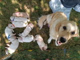 Chiots Golden retriever LOF n&eacute;s en famille &agrave; vendre