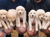Chiots Golden retriever LOF n&eacute;s en famille &agrave; vendre