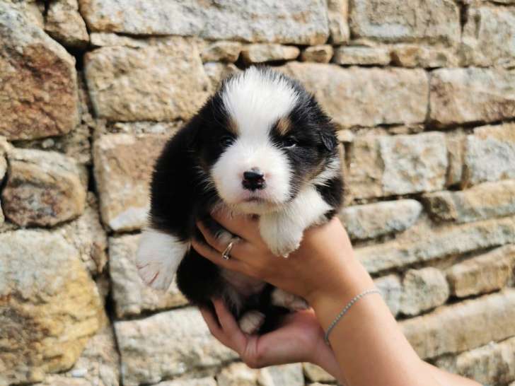 Chiot Berger Australien LOF a vendre