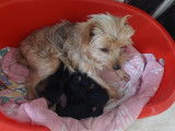 Chiots Yorkshire noir et feu mâles et femelle à vendre