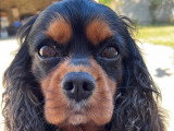 De type Cavalier King Charles Spaniel disponible pour saillie