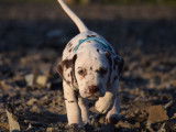 Chiots Dalmatiens &eacute;nergique et avec pedigree FCI  &agrave; vendre
